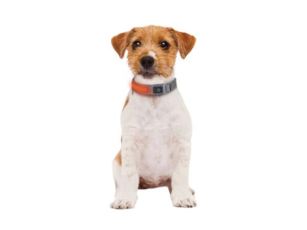 Dog Collar Assortment