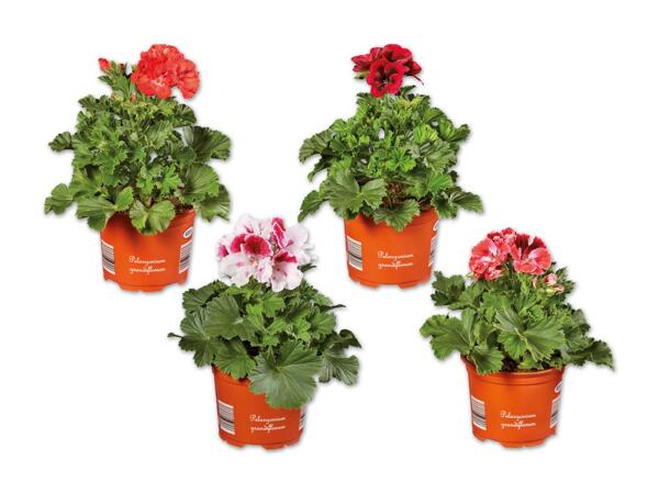Edelpelargonie