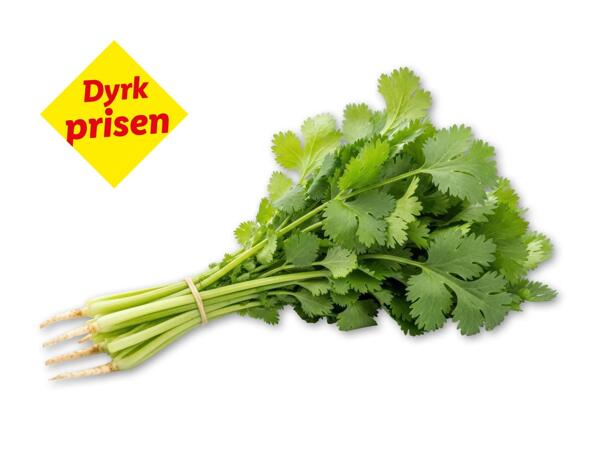 Koriander
