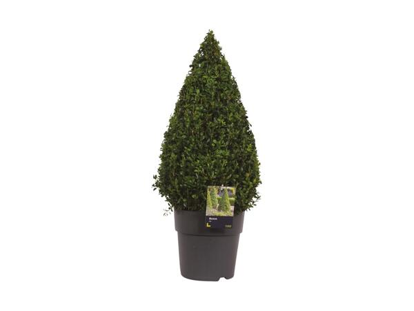 Large Buxus Pyramid