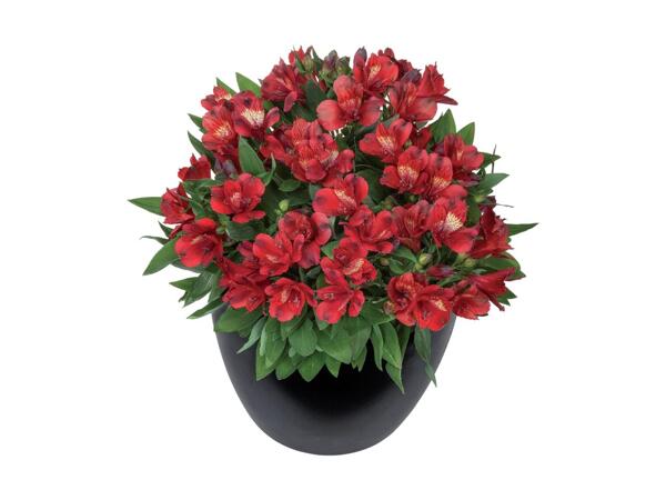XL Alstromeria