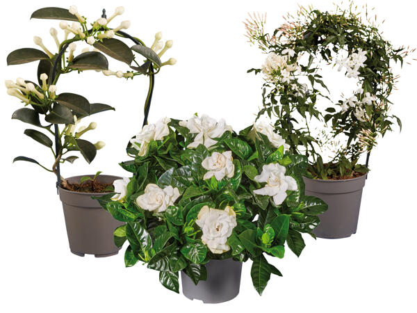 Stephanotis, Jasminum oder Gardenie