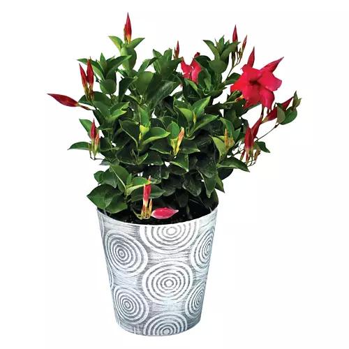 Assorted Potted Summer Tropical Plant