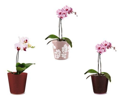 5" Easy Orchid Assorted Colors