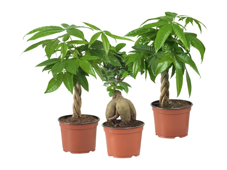 Ficus ginseng et pachira (dès 30.6.)