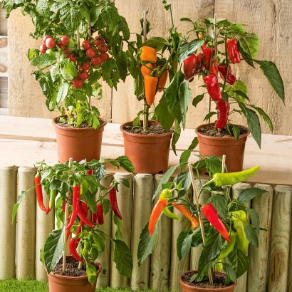 Plante potagère