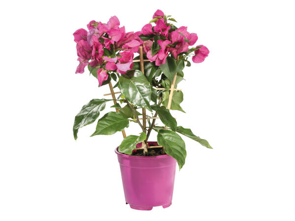Bougainvillea