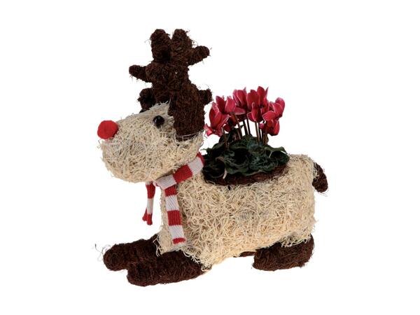 Decorative Reindeer Plant