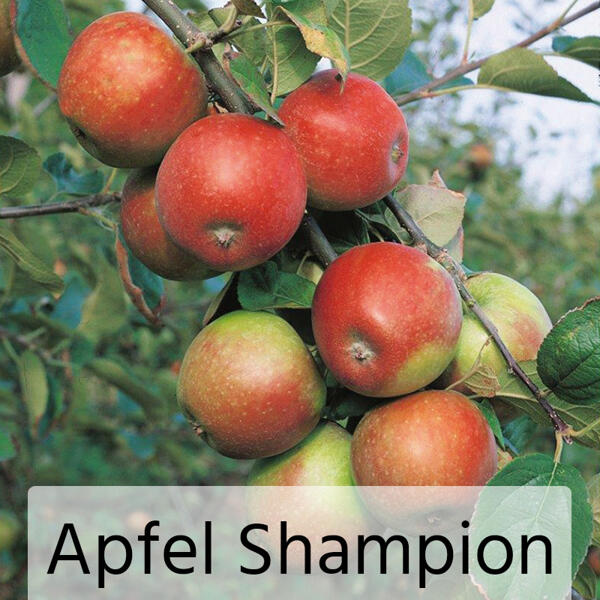 Obstbaum im Jutesack