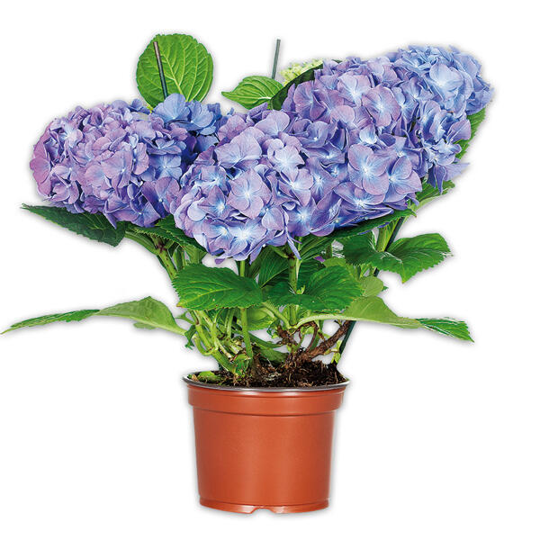 Hortensie