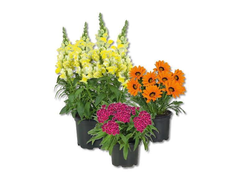 Plantes vivaces