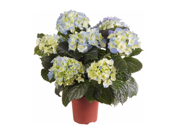 Hydrangea