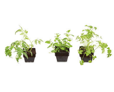 Assorted Seedlings 100mm