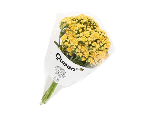 Kalanchoe buket