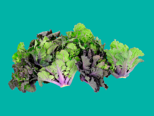 Kalettes