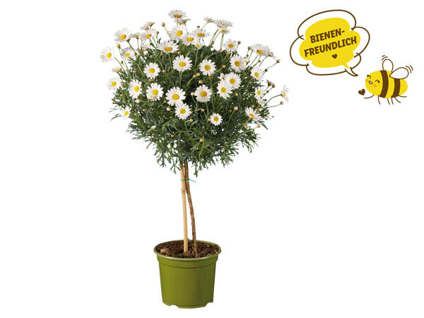 Margaritenstamm