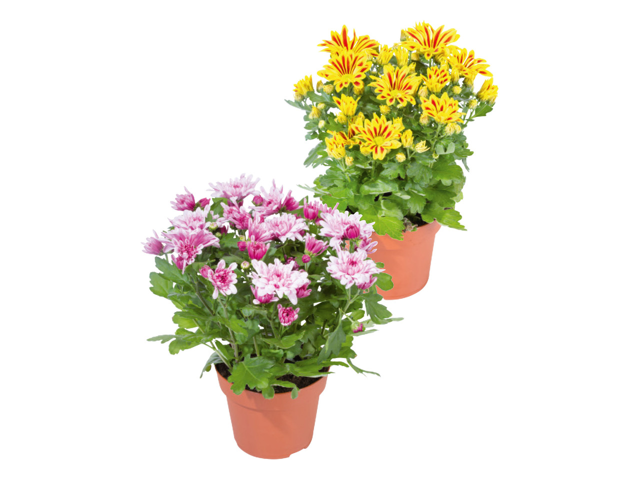 Chrysanthemum Elle Fleur