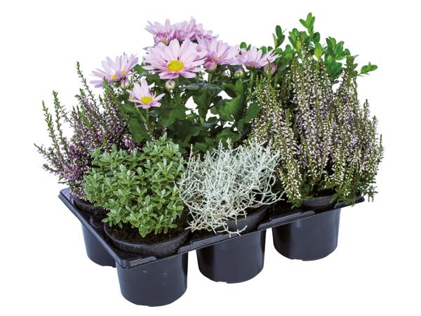 Utomhusmix, 6-pack