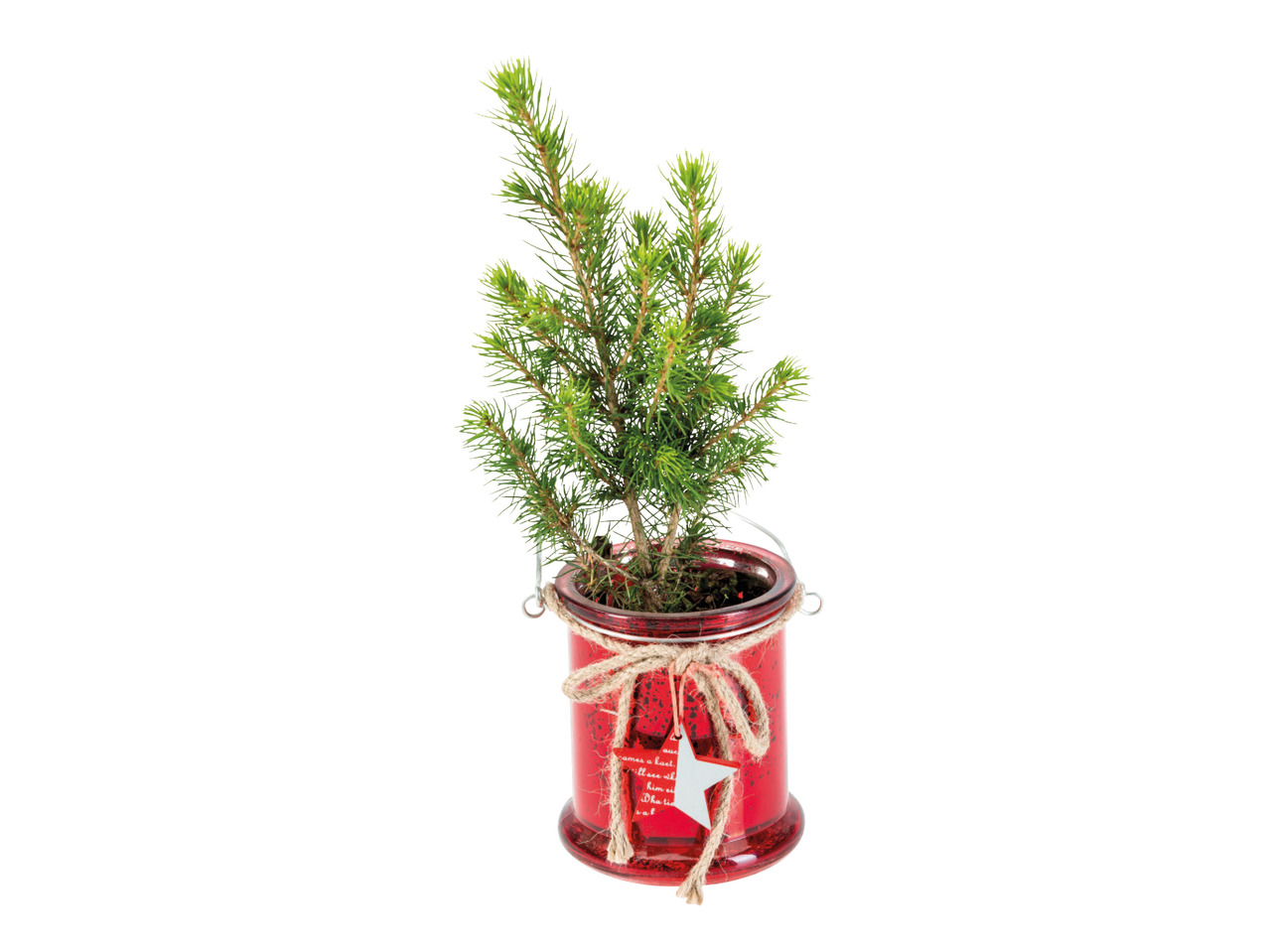 Mini Christmas Tree1