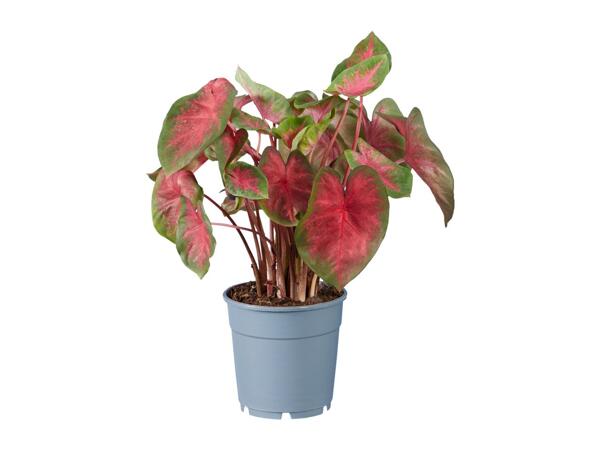 Caladium Mix