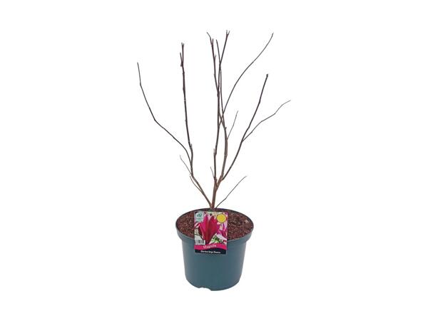 Extra Large Magnolia