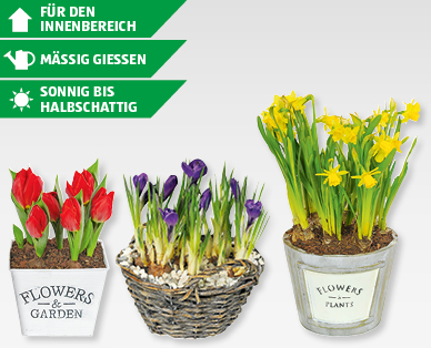 Blumenzwiebeln