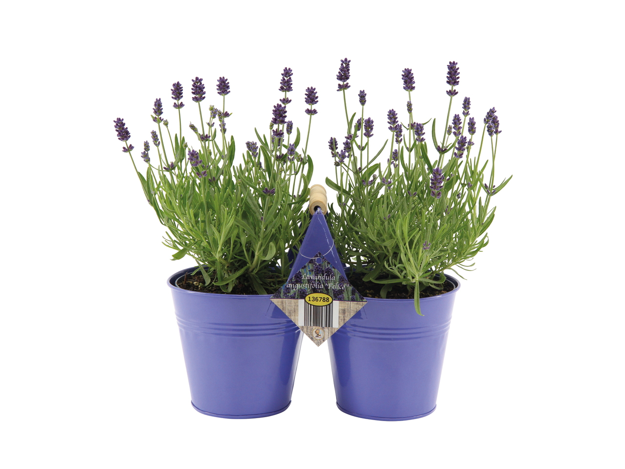 Lavendel