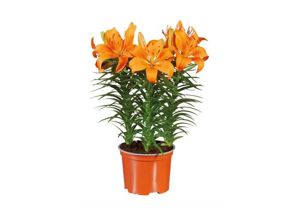 Potted Asiatic Lilies