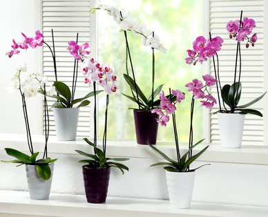 Orchidee