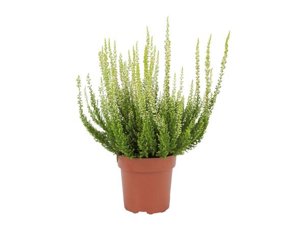 Autumn Heather
