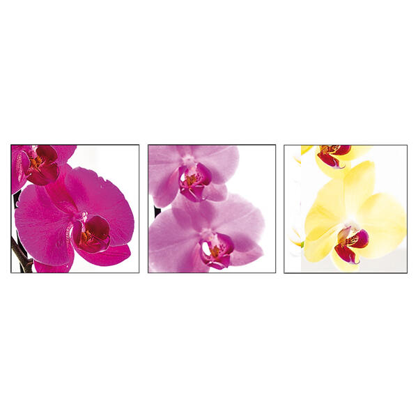 Orchidee Phalaenopsis