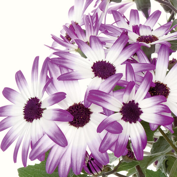 Teneriffa-Stern "Senetti"
