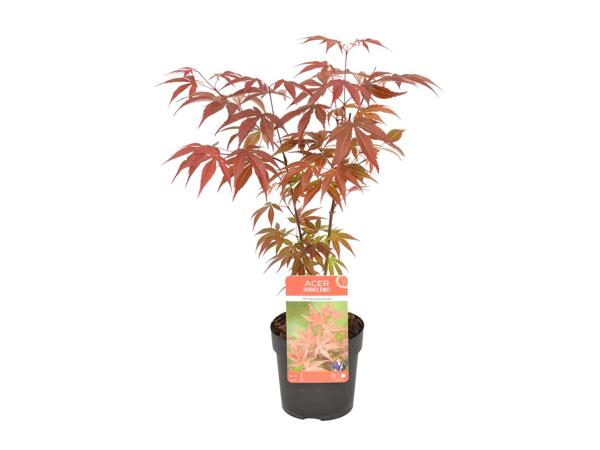Japanese Maple Mix