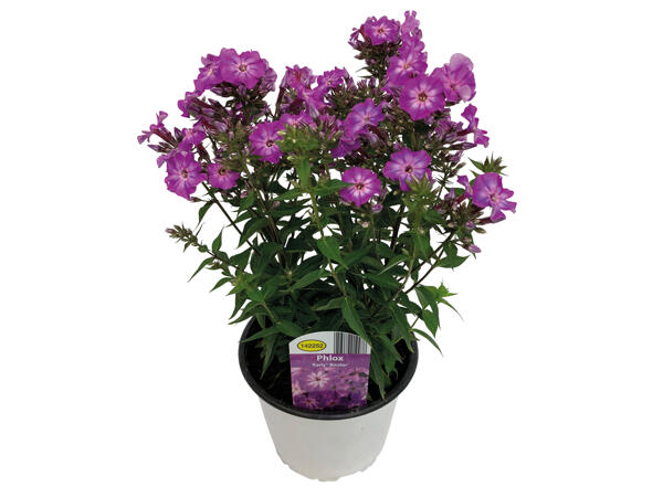 Phlox