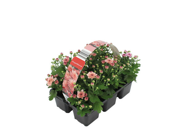 Chrysanthèmes