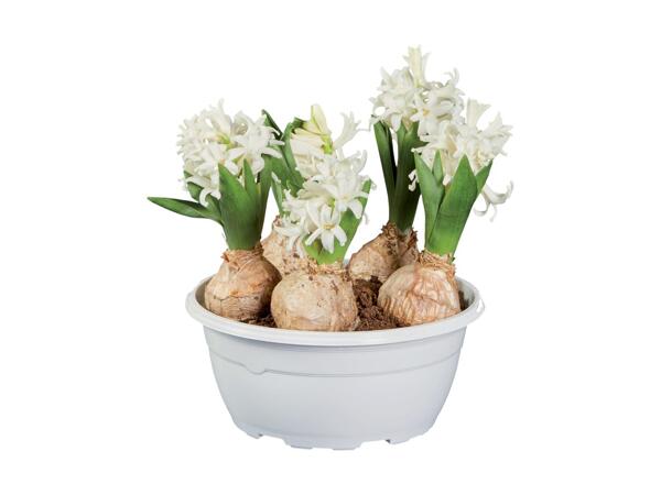 Hyacinth Bulb Planter