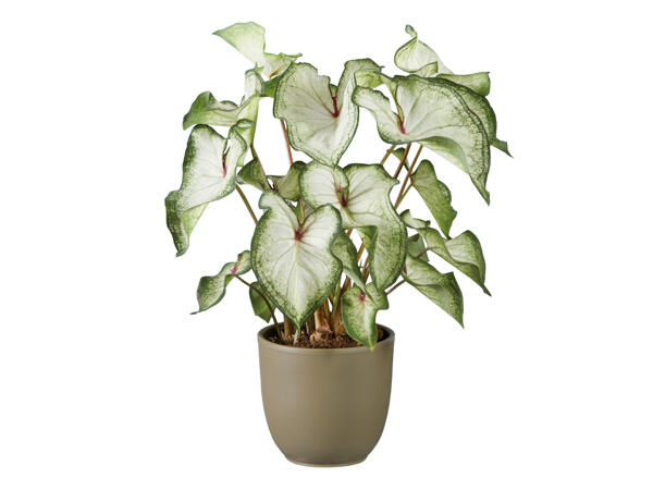 'Urban-Jungle' Caladium Mix