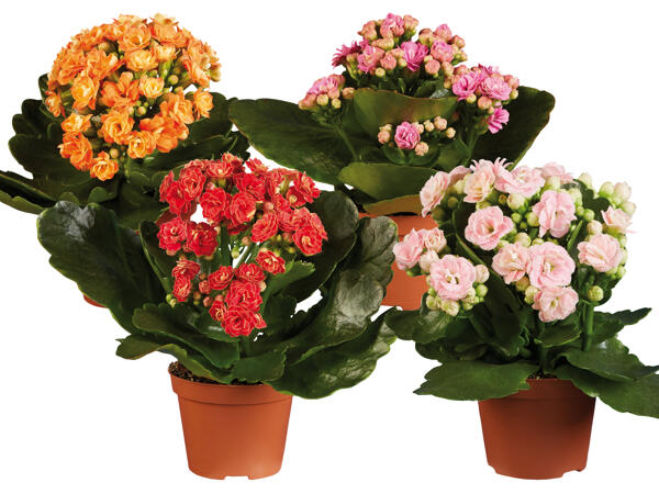 Mini Kalanchoe