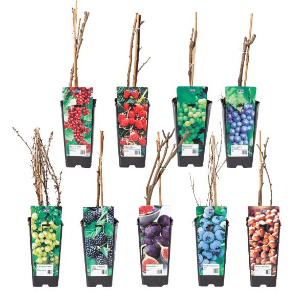 Plant fruitier