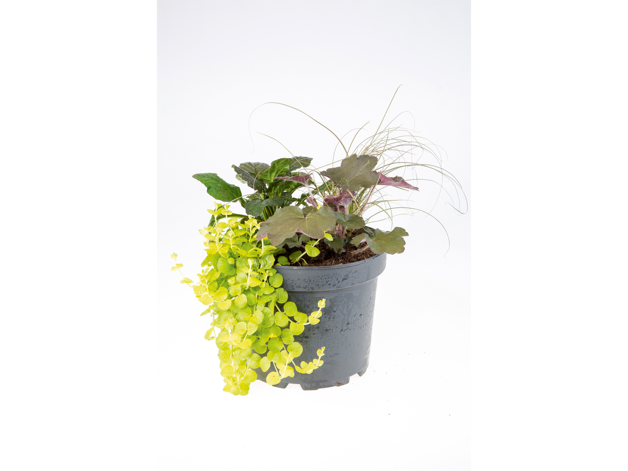 Vaste planten
