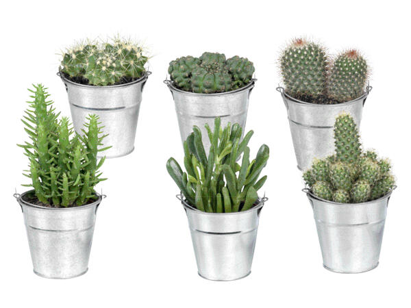 Cactus or Succulent
