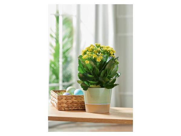 Květináč / Váza na rostliny