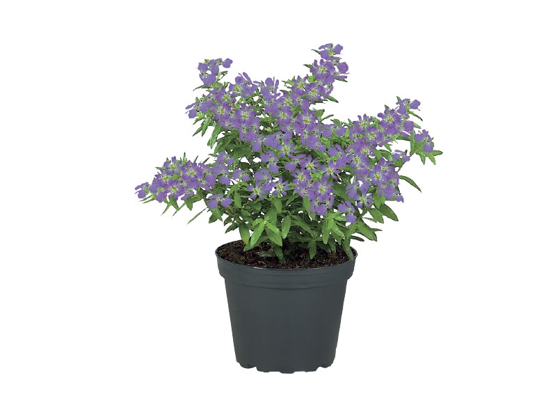 Flowering Plants