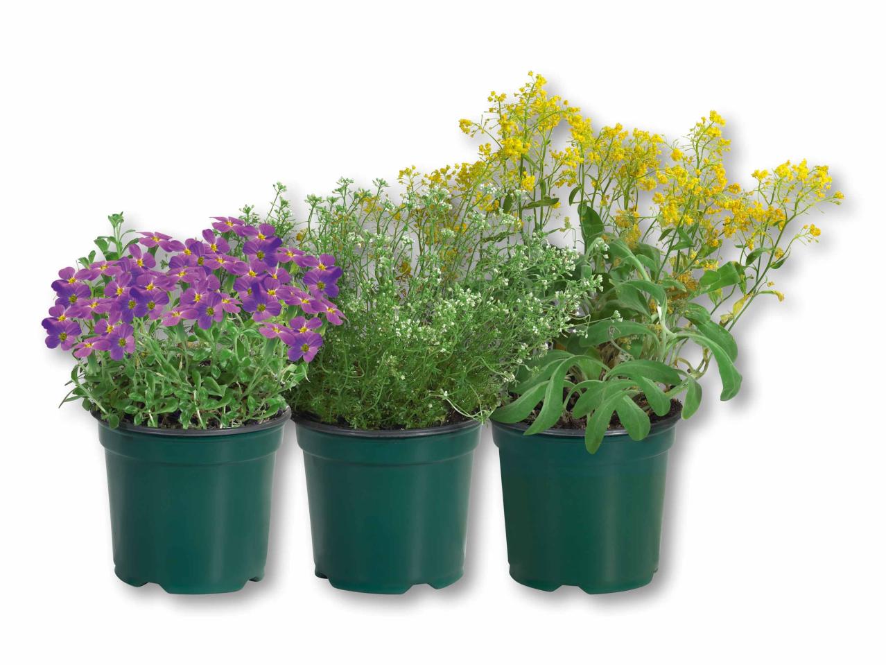 Plante vivace pour massif