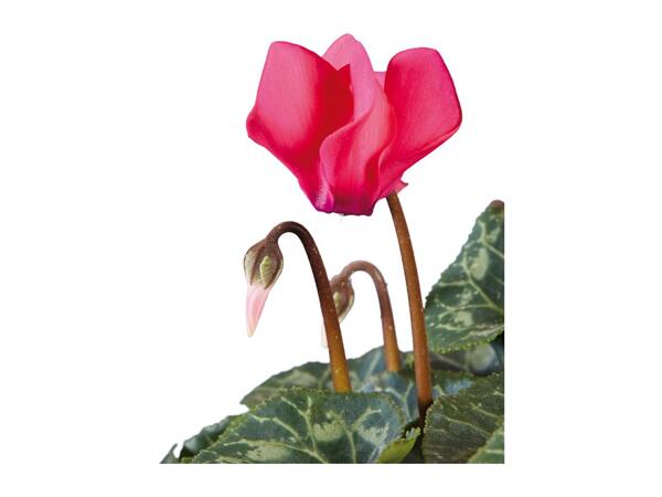 British Cyclamen