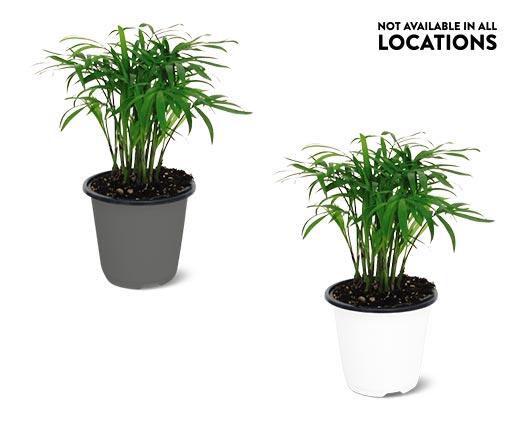 4" Foliage Assorted Varieties