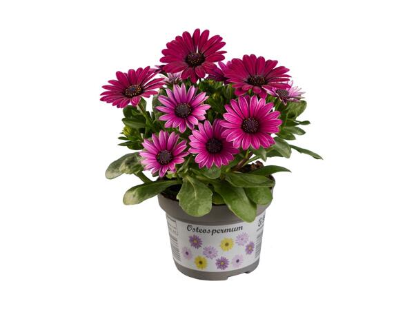 Spansk marguerit