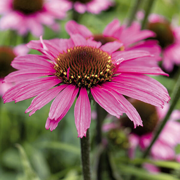 Echinacea "Sonnenhut"