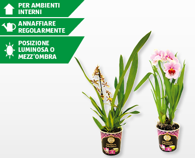Orchidea orientale profumata SCHÄTZE DES ORIENTS