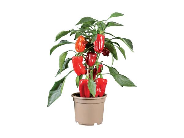 Pepper/​Chilli Plants